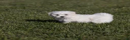 Coton De Tulear dogs for sale: Magnolia - Ad 1
