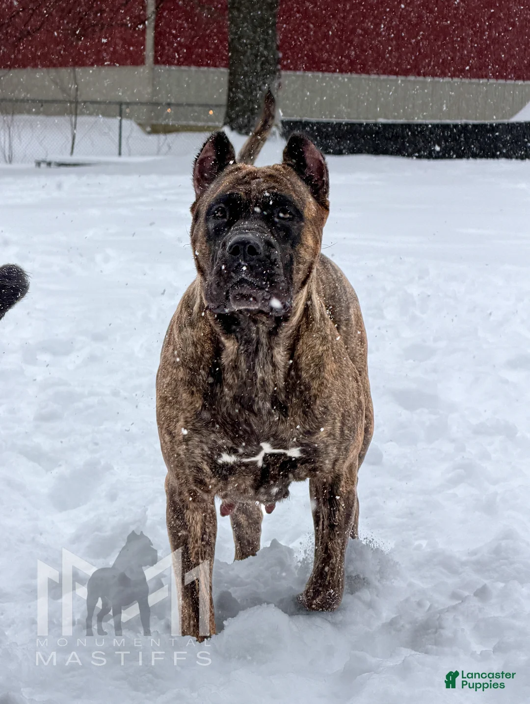 Mixed Breed dogs for sale: Dark Pink Collar Female - Ad 9