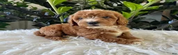 Mini Goldendoodle dogs for sale: Teddy - Ad 2