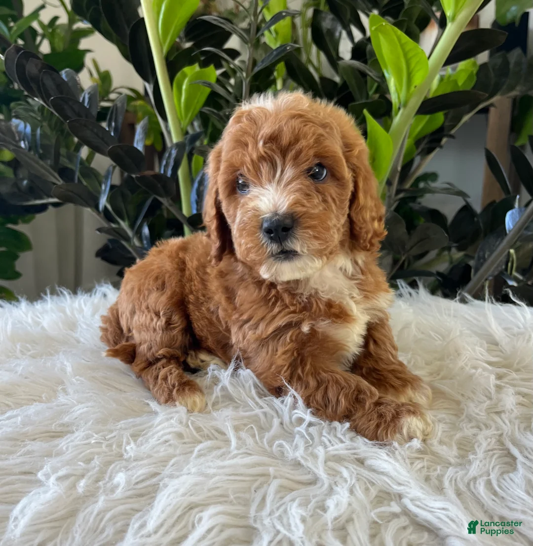 Mini Goldendoodle dogs for sale: Teddy - Ad 2