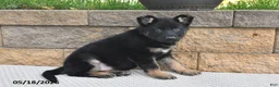 German Shepherd dogs for sale: Roxannie - Ad 5