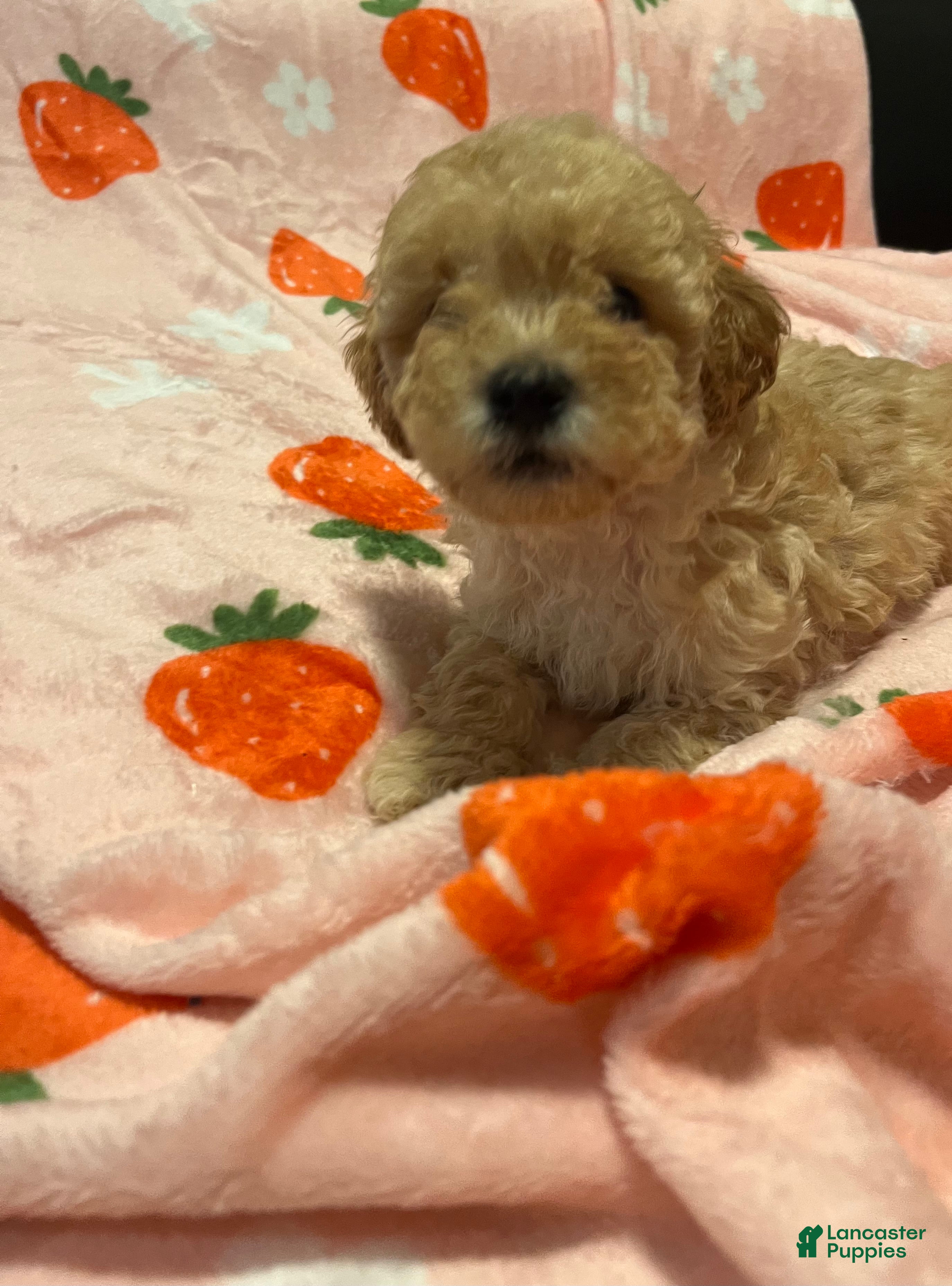Toy Poodle dogs Ralph  - Ad 16