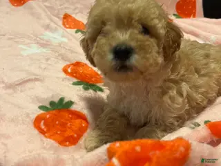 Toy Poodle dogs Ralph - Ad 16
