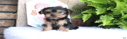 Yorkshire Terrier dogs for sale: Clifford - Ad 3