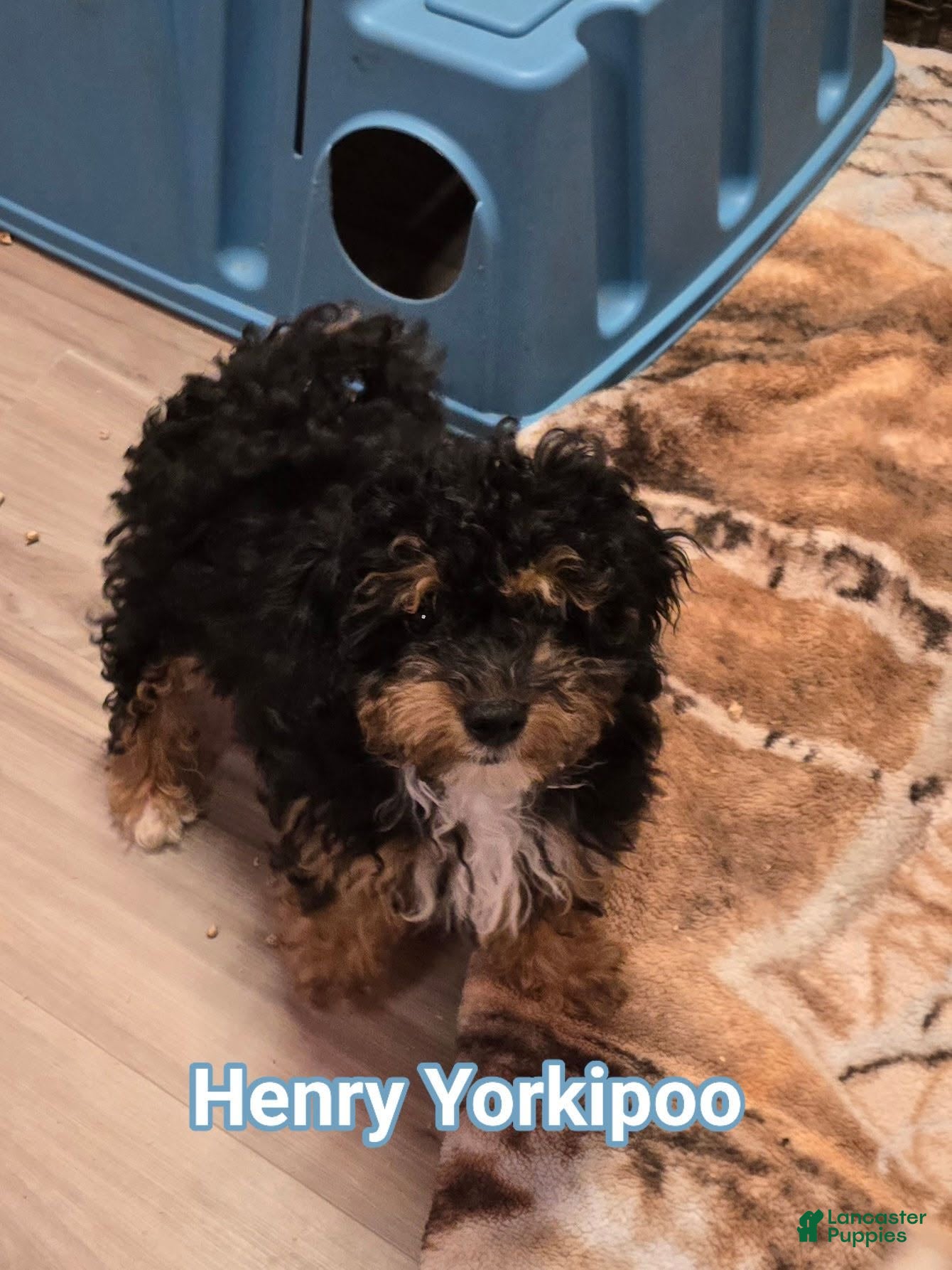 Yorkiepoo dogs Henry - Ad 25