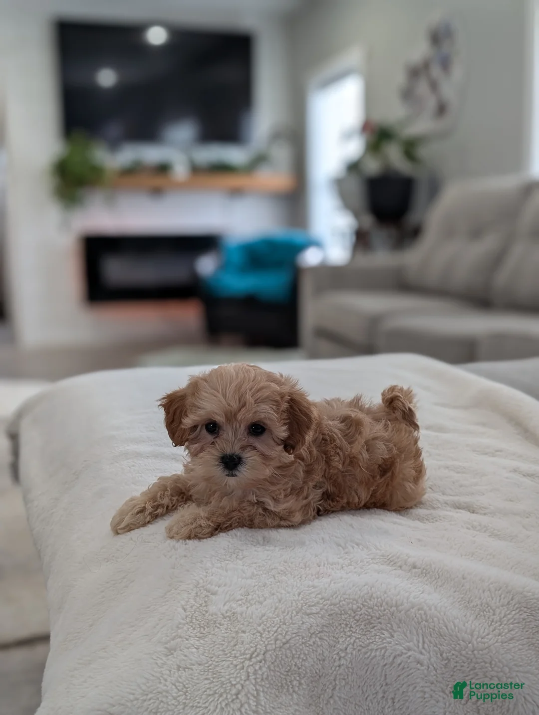 Shihpoo dogs for sale: Jessie - Ad 2