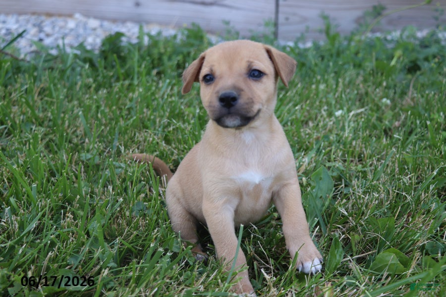 Mixed Breed dogs Daisy - Ad 2