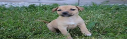 Mixed Breed dogs for sale: Daisy - Ad 2