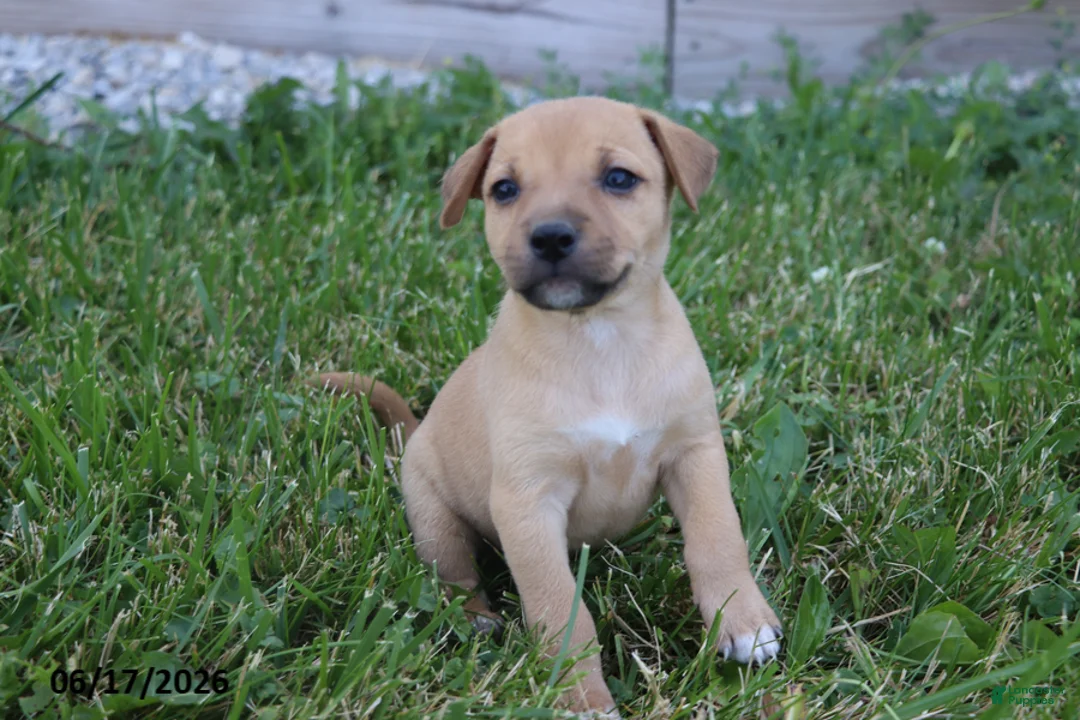 Mixed Breed dogs for sale: Daisy - Ad 2