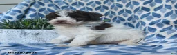 Labradoodle dogs for sale: Zuri - Ad 5