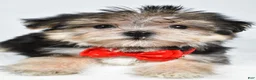 Morkie dogs for sale: Zain - Ad 4