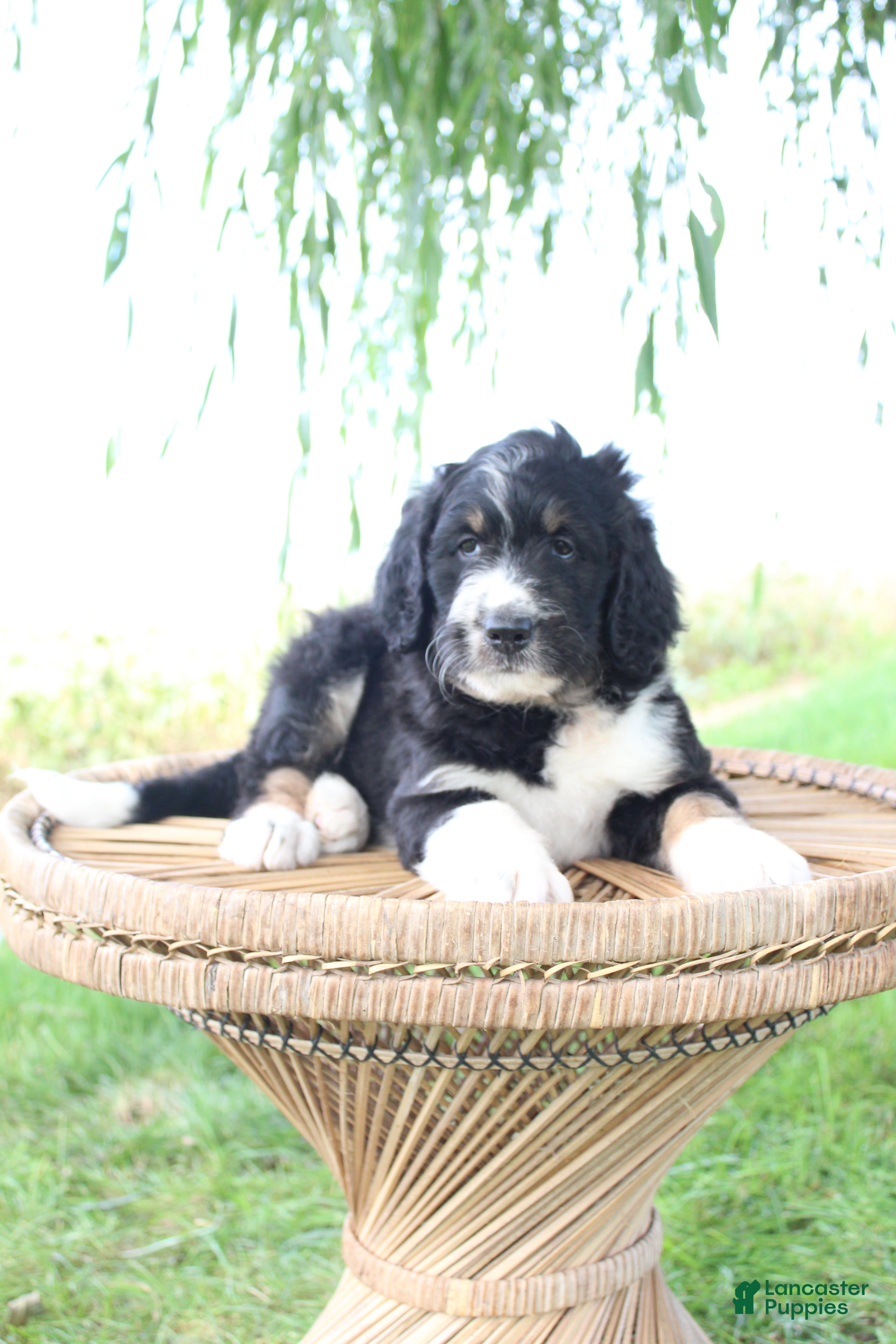 Bernedoodle dogs Hank - Ad 1