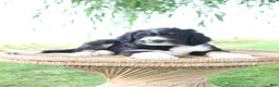 Bernedoodle dogs for sale: Hank - Ad 1