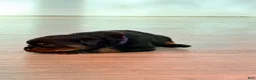 Rottweiler dogs for sale: Rottweiler 3 - Ad 7