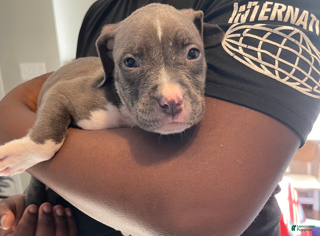 American Pit Bull Terrier dogs for sale: American Pit Bull Terrier Puppy 4 - Ad 1
