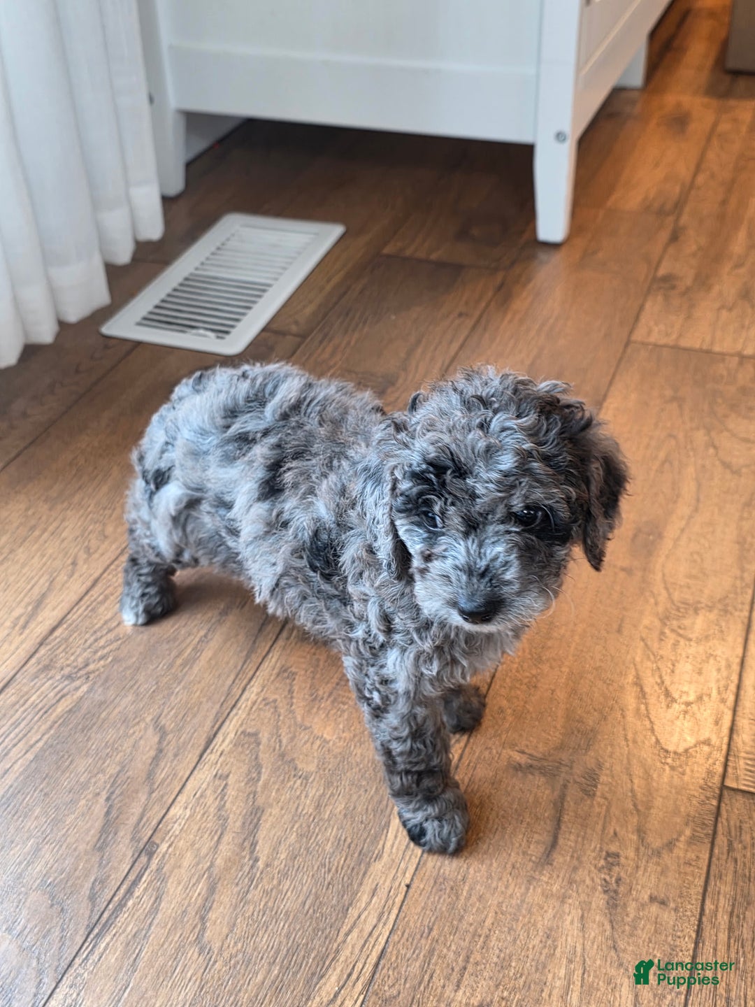 Mini Goldendoodle dogs for sale: Bella - Ad 2