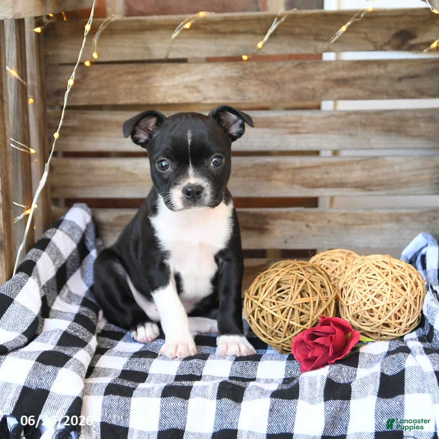 Boston Terrier dogs Zaily - Ad 1