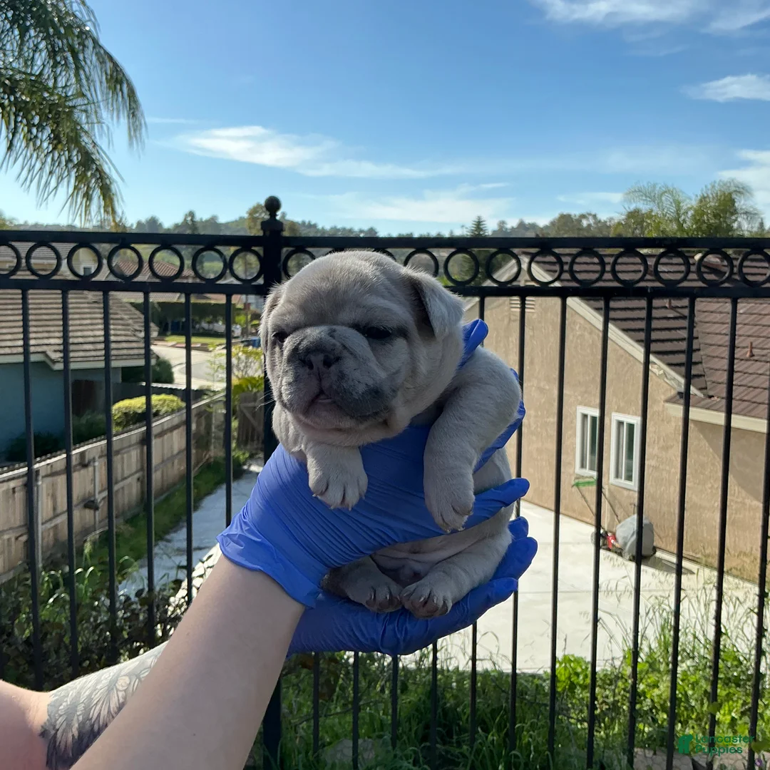 French Bulldog dogs for sale: French Bulldog Puppy 2 - Ad 1