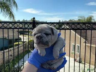 French Bulldog dogs French Bulldog Puppy 2 - Ad 27