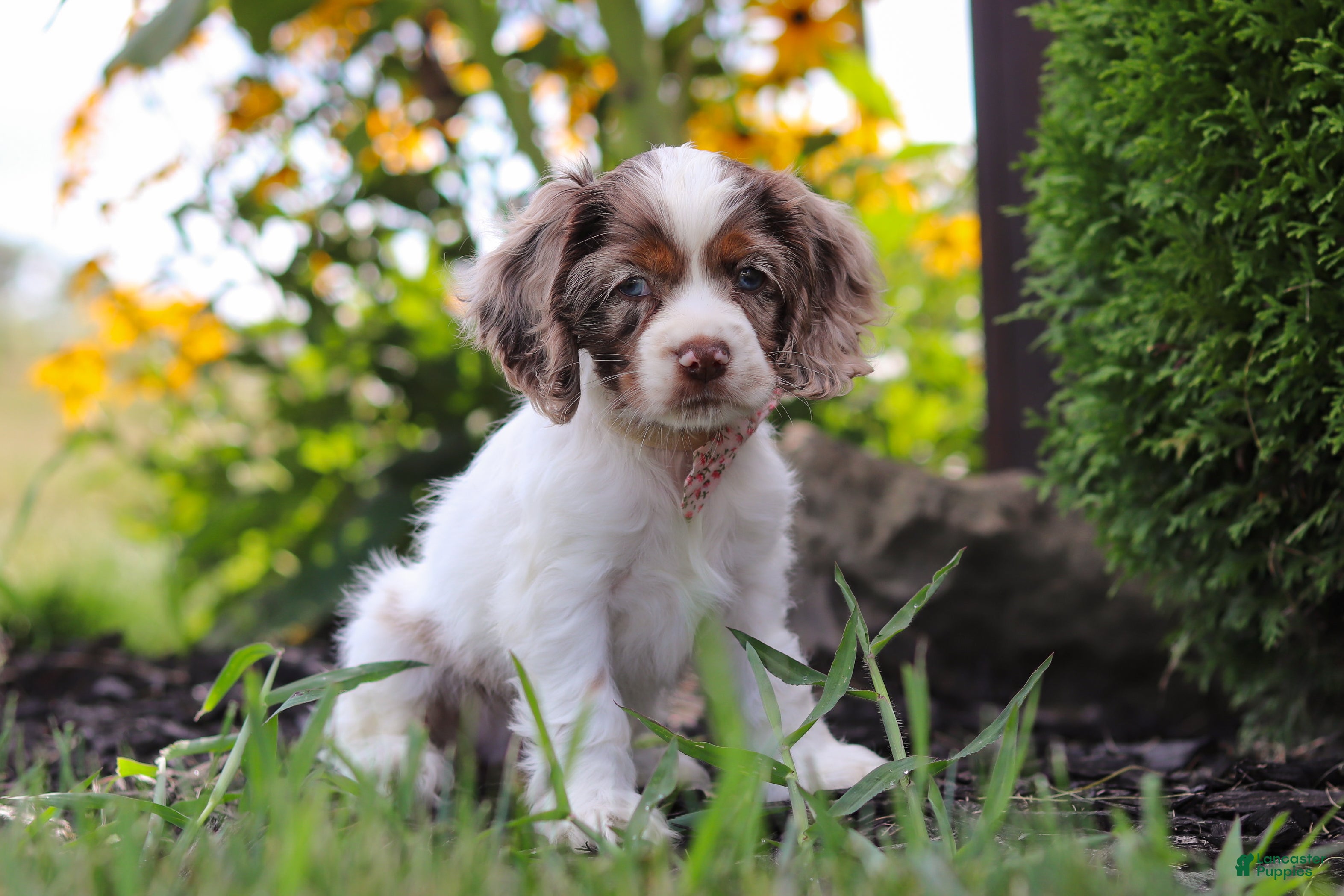 Cocker Spaniel dogs Blossom - Ad 2