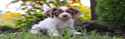 Cocker Spaniel dogs for sale: Blossom - Ad 2