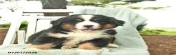 Mixed Breed dogs for sale: Rusty  - Ad 3