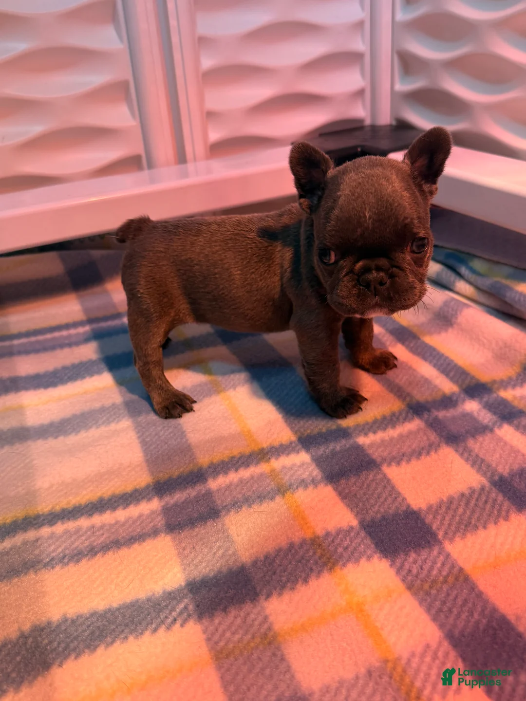 Frenchton dogs for sale: Mini - Ad 1