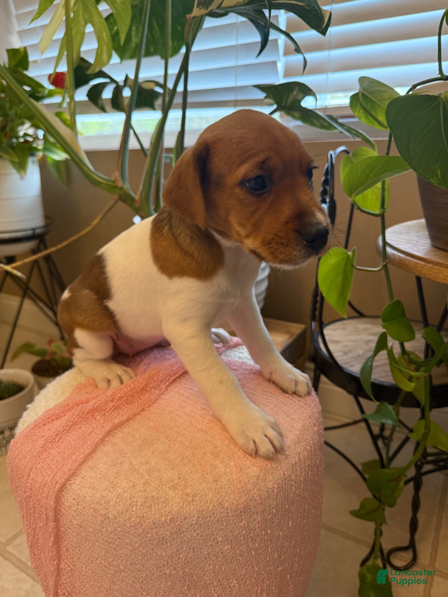 Jack Russell Terrier dogs Jrtca Valentine  - Ad 2