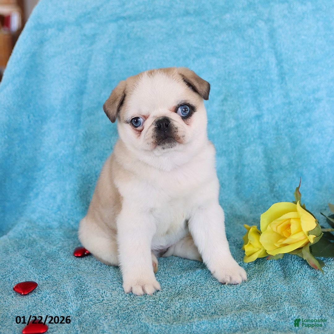 Pug dogs for sale: Mary Lou - Ad 5
