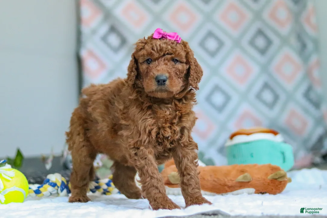 Goldendoodle dogs for sale: Willow - Ad 5