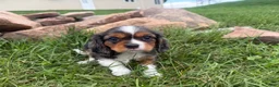 Cavalier King Charles Spaniel dogs for sale: Levi - Ad 4