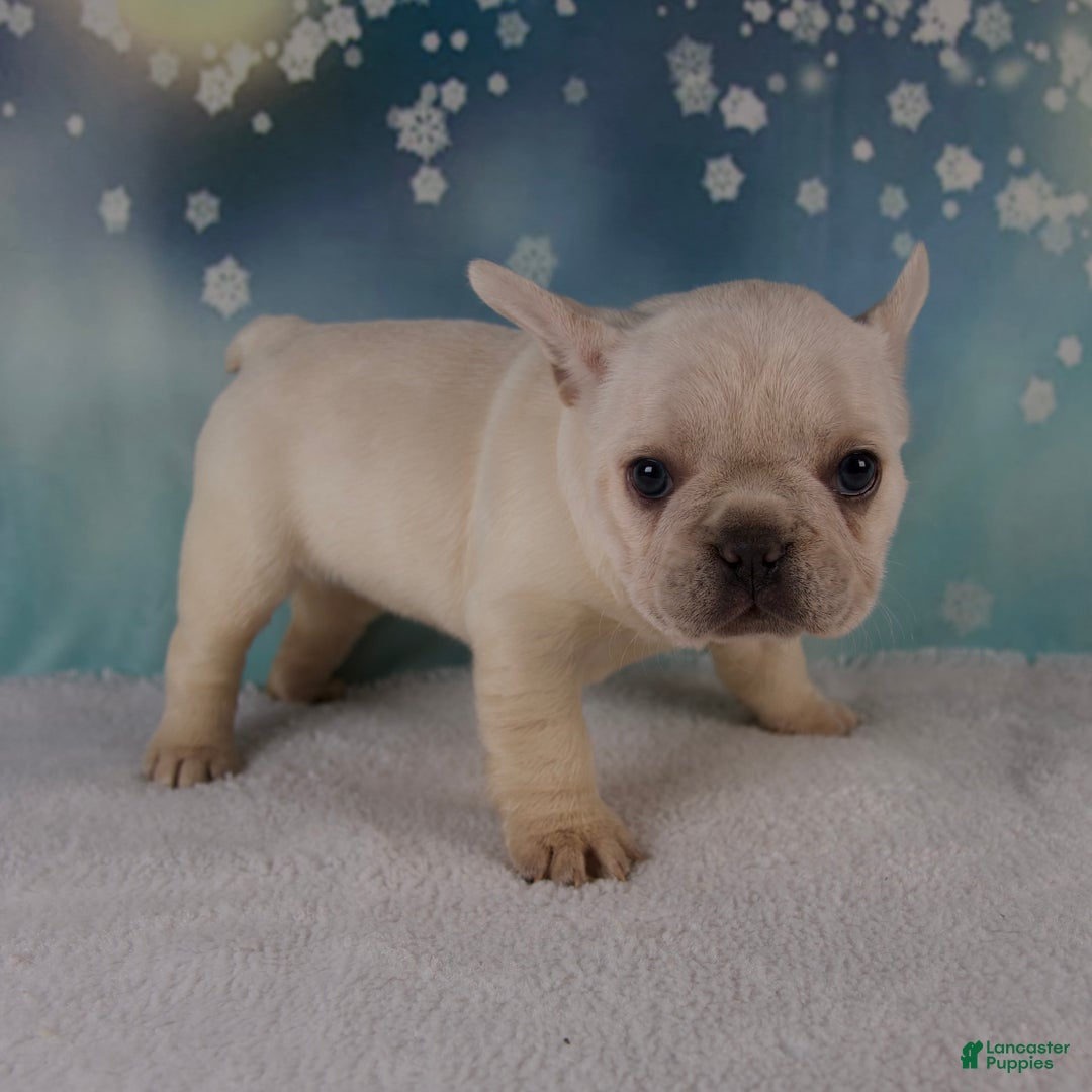 French Bulldog dogs for sale: Molly - Ad 5