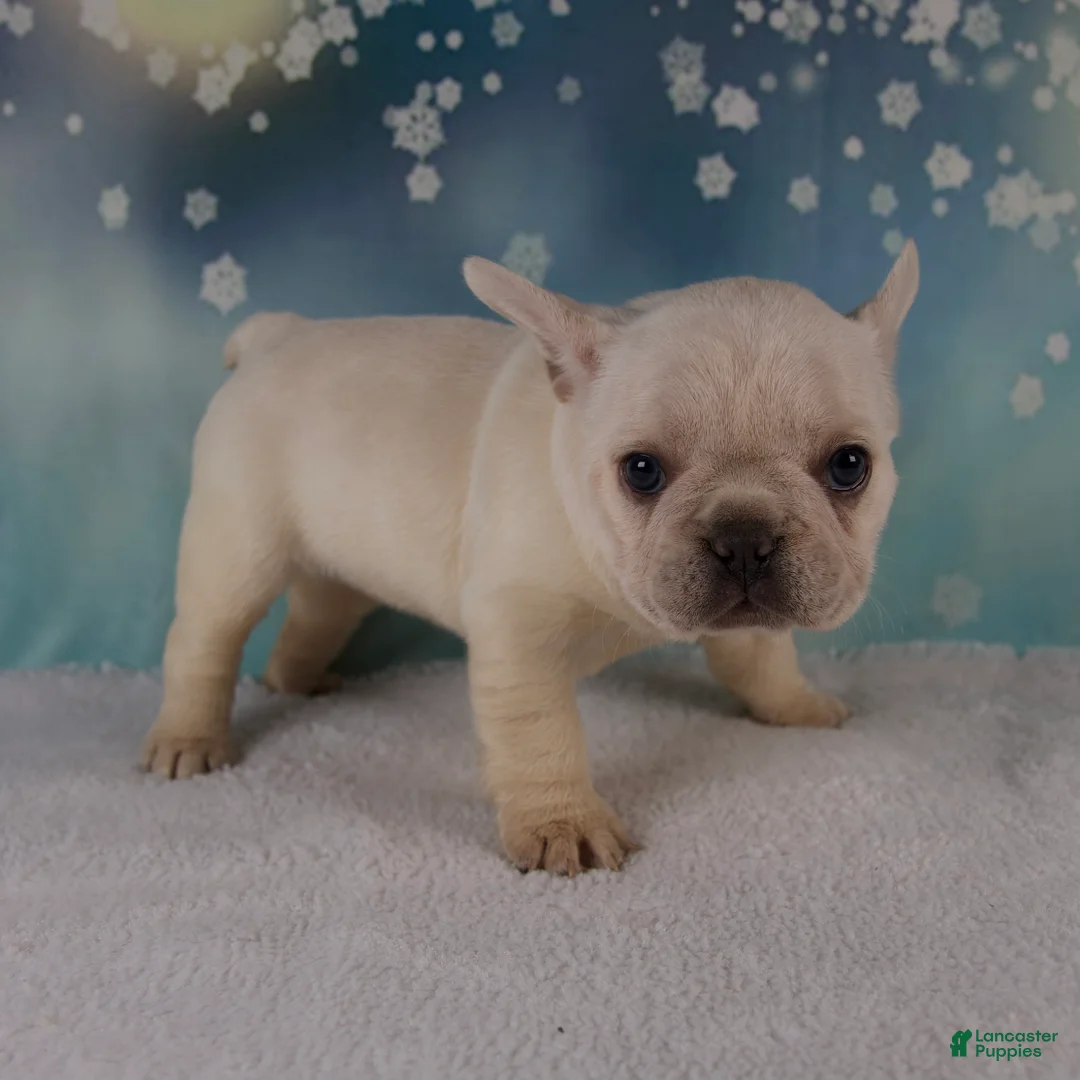 French Bulldog dogs for sale: Molly - Ad 5