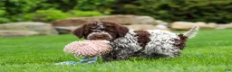 Lagotto Romagnolo dogs for sale: Maisie - Ad 3