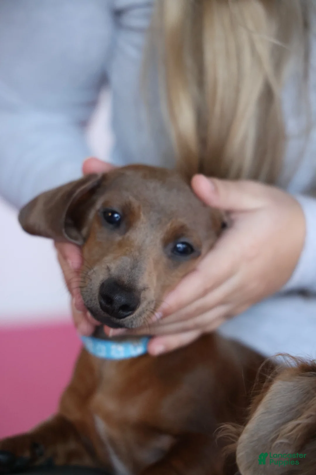 Miniature Dachshund dogs for sale: Miniature Dachshund Puppy 1 - Ad 2