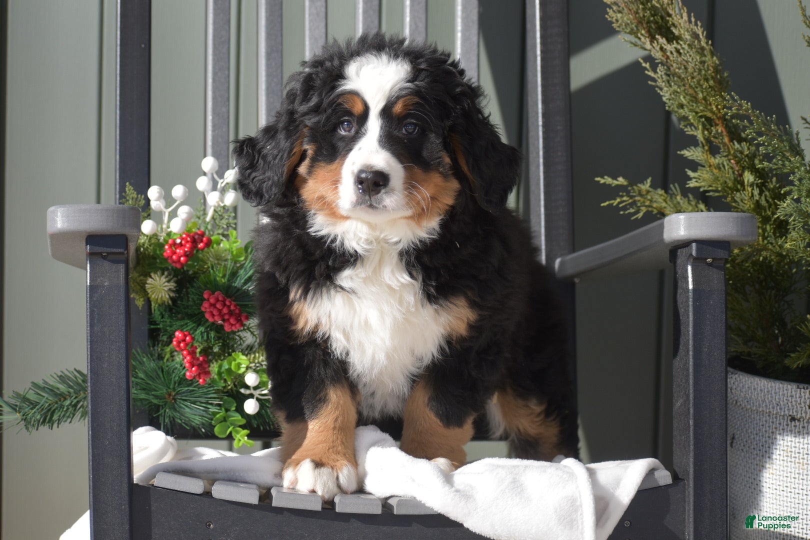 Bernese Mountain Dog dogs Caroline - Ad 8