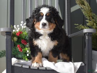 Bernese Mountain Dog dogs Caroline - Ad 8