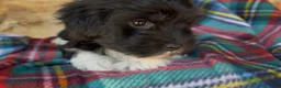Havanese dogs for sale: Axel - Ad 8