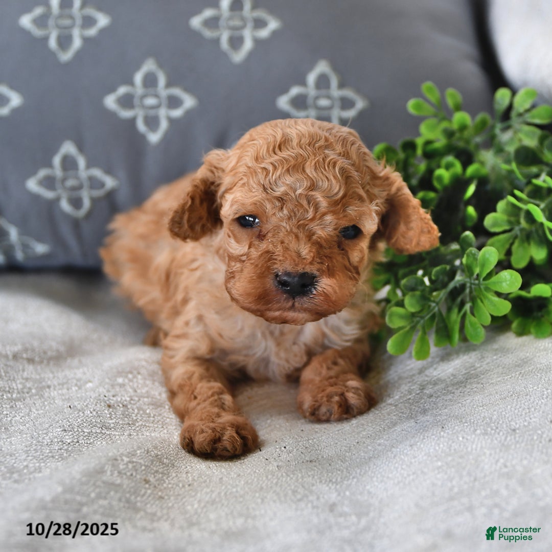 Cavachon dogs for sale: Espresso - Ad 6