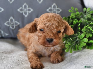 Cavachon dogs - Ad 17