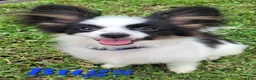 Papillon dogs for sale: Bugs - Ad 3