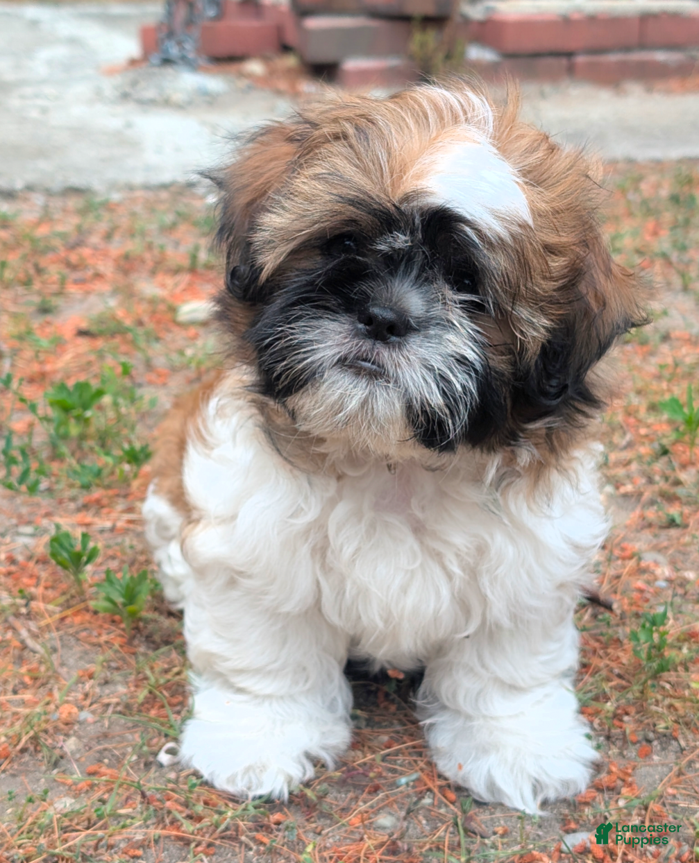 Shih Tzu dogs LIL MellowYellow - Ad 3