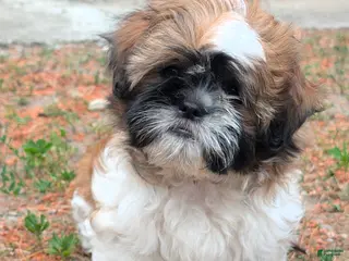 Shih Tzu dogs LIL MellowYellow - Ad 3