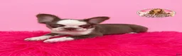 French Bulldog dogs for sale: Bubbles 💕 - Ad 3