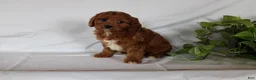 Cavapoo dogs for sale: Cooper - Ad 12