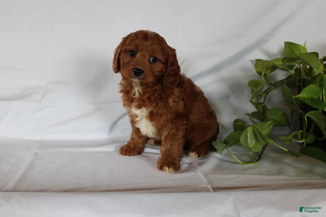 Cavapoo dogs for sale: Cooper - Ad 12