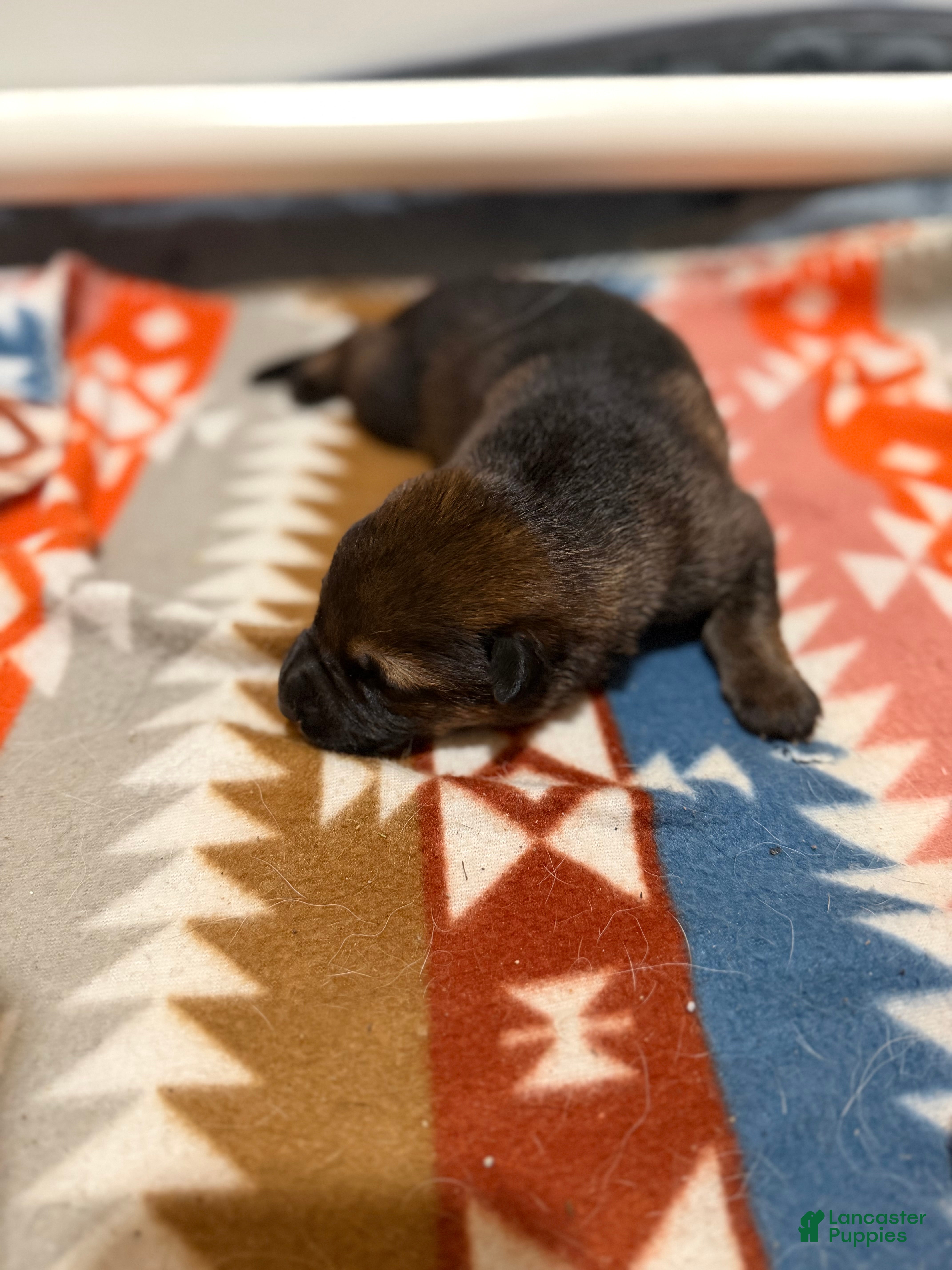 German Shepherd dogs Ace - Ad 9