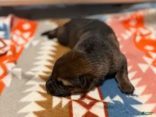 German Shepherd dogs Ace - Ad 9