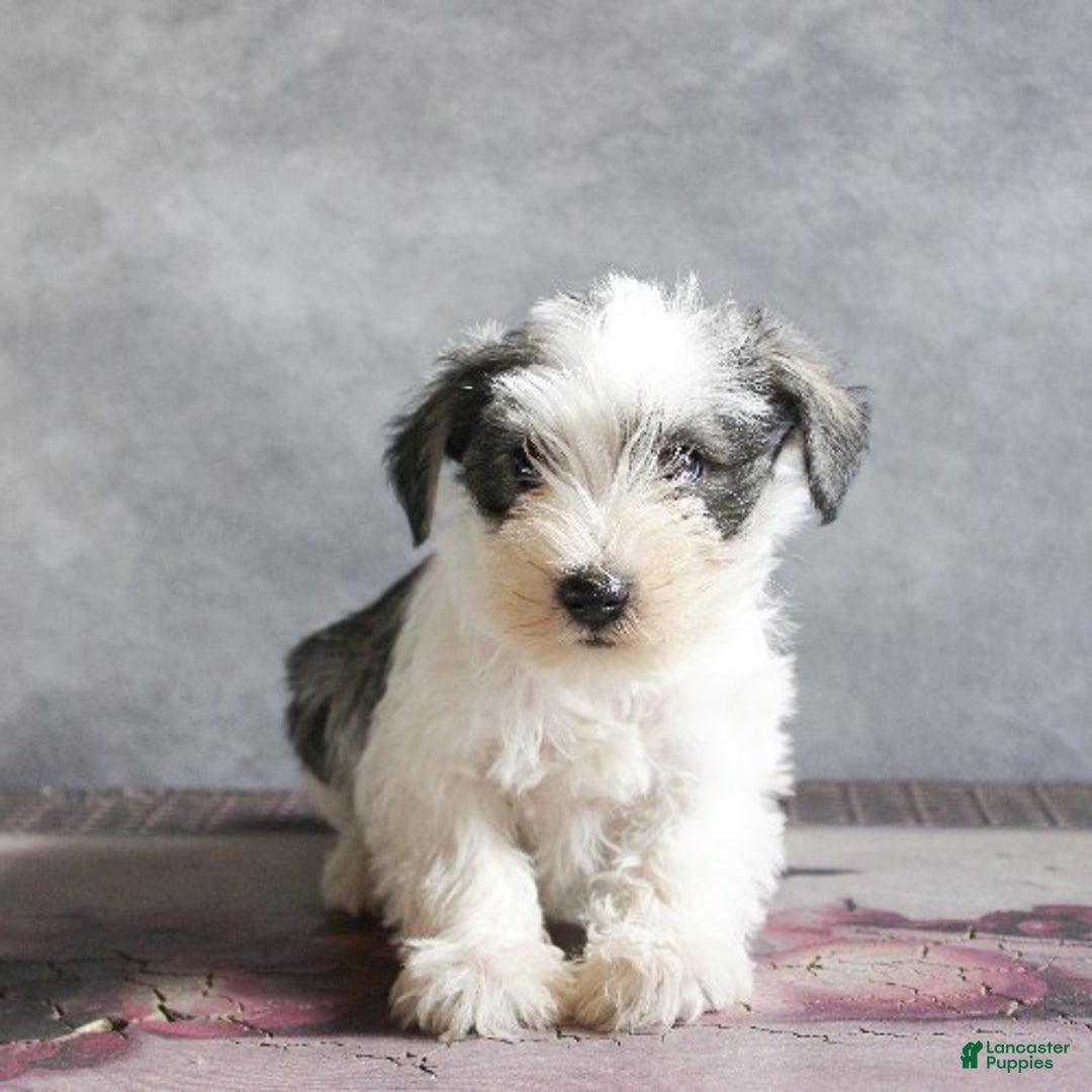 Miniature Schnauzer dogs for sale: Toby - Ad 3