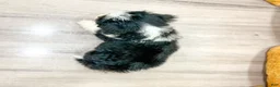 Mini Bernedoodle dogs for sale: Hailey - Ad 5